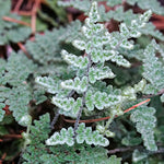 Cheilanthes Lanosa v.9