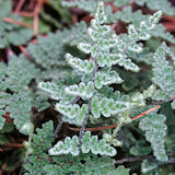 Cheilanthes Lanosa v.9