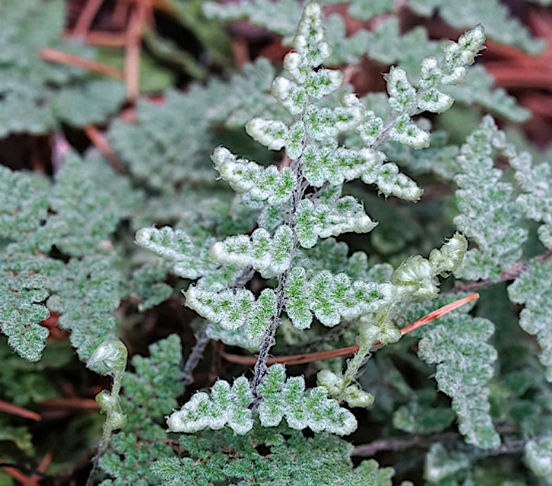 Cheilanthes Lanosa v.9