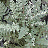 Cheilanthes Lanosa v.9