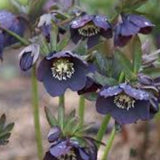 Helleborus orientalis Blue Lady