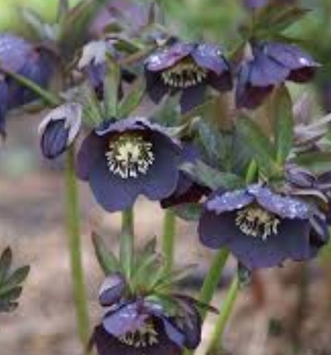 Helleborus orientalis Blue Lady