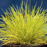 festuca glauca golden toupee v 9