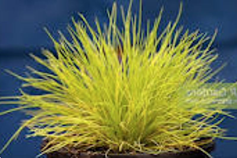 festuca glauca golden toupee v 9