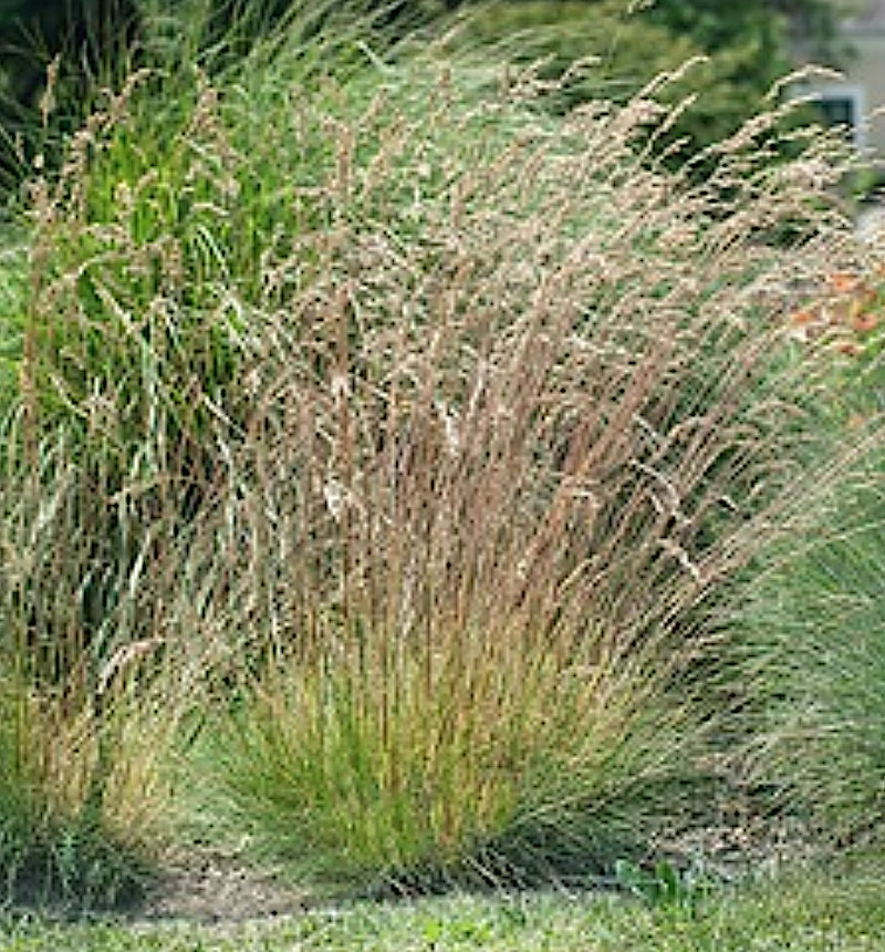 Festuca Hoggar
