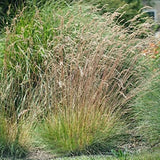 Festuca Hoggar