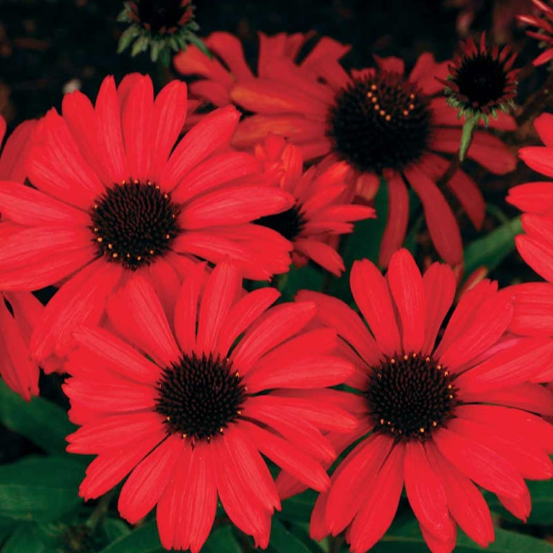 Echinacea Prima Ruby
