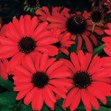 Echinacea Prima Ruby