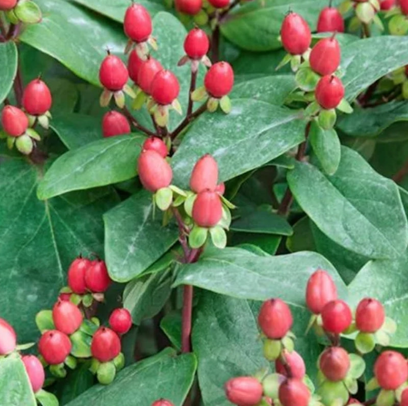 Hypericum Inodorum red Annabel v.9
