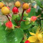 Hypericum Inodorum red Annabel v.9