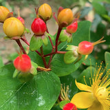 Hypericum Inodorum red Annabel v.9