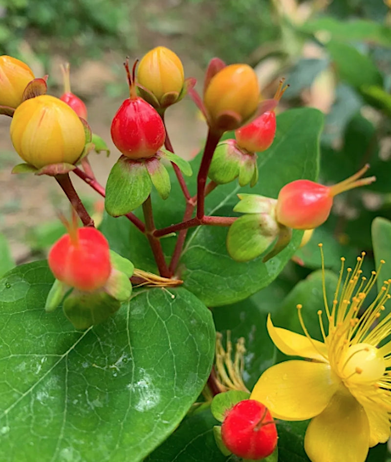 Hypericum Inodorum red Annabel v.9