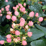Hypericum ino Beauty