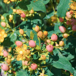 Hypericum ino Beauty