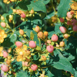 Hypericum ino Beauty