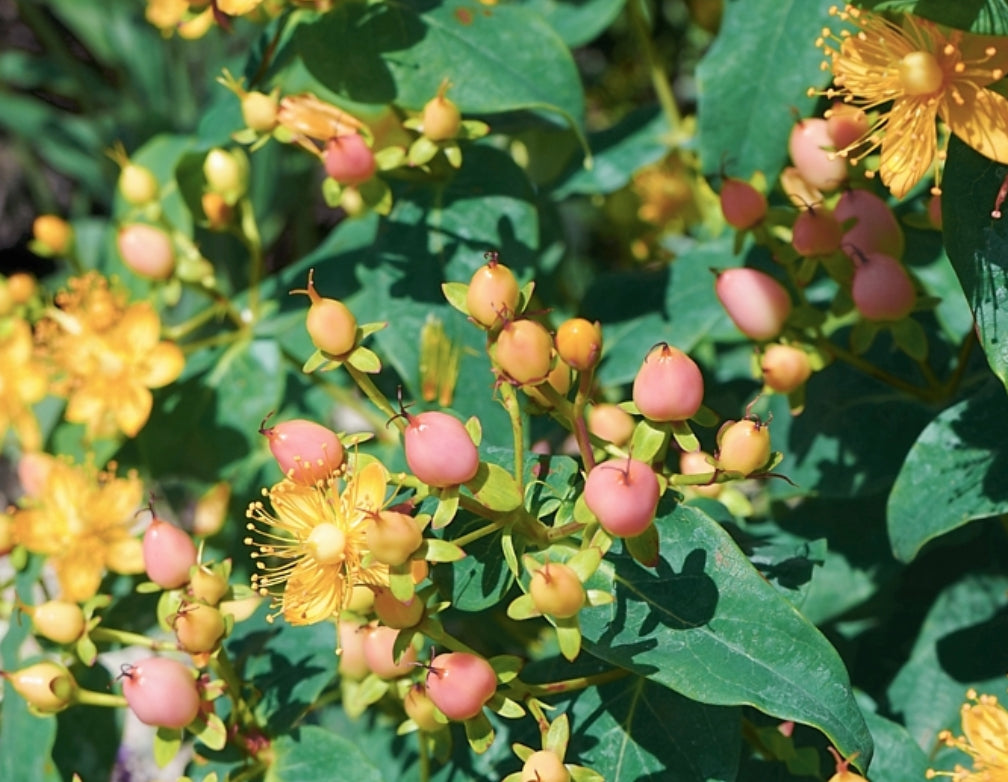 Hypericum ino Beauty