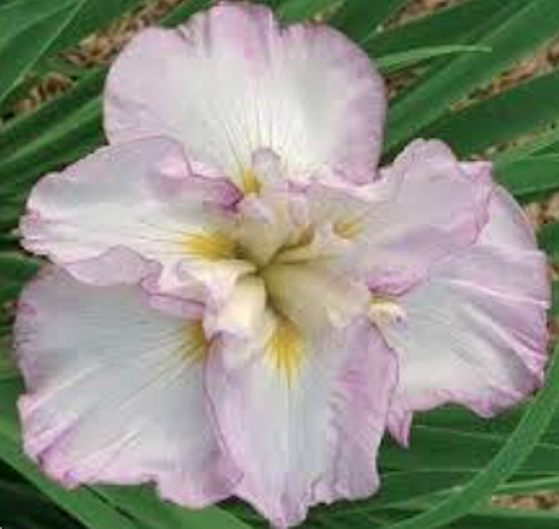 Iris ensata Lady in Waiting in vaso