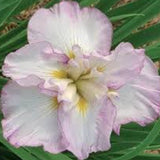 Iris ensata Lady in Waiting in vaso
