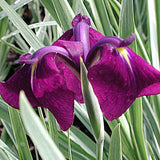 Iris ensata variegata in vaso