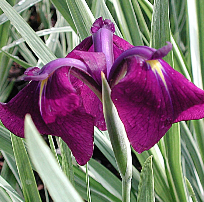 Iris ensata variegata in vaso