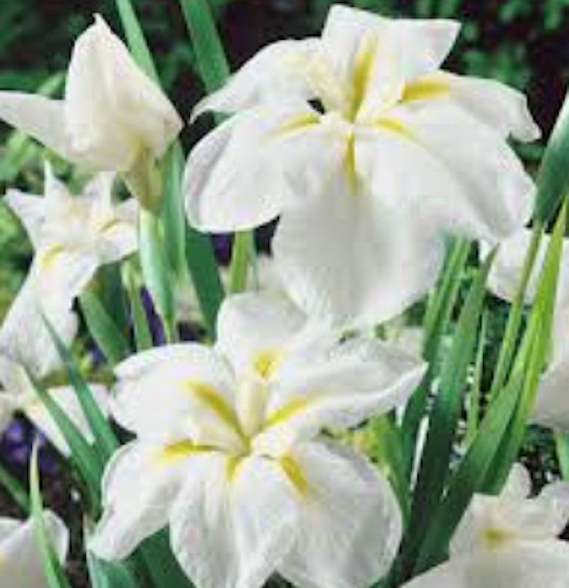 iris ensata White Lady in vaso