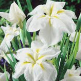 iris ensata White Lady in vaso