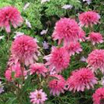 Echinacea Mini Belle