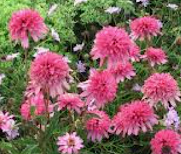 Echinacea Mini Belle