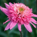 Echinacea Mini Belle