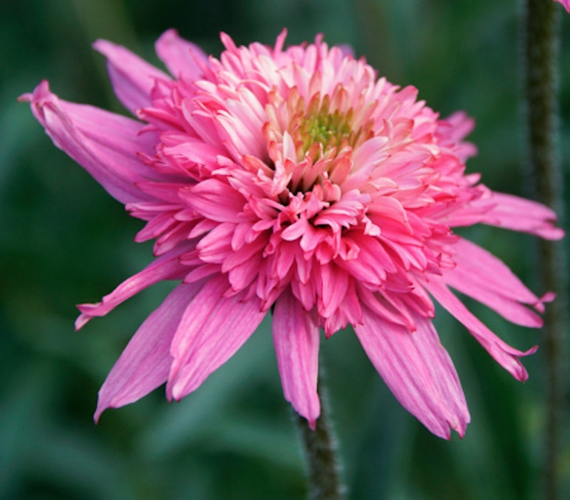 Echinacea Mini Belle