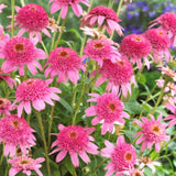 echinacea pink double delight