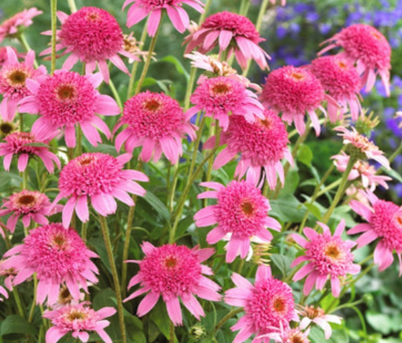 echinacea pink double delight