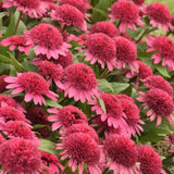 Echinacea raspberry truffle