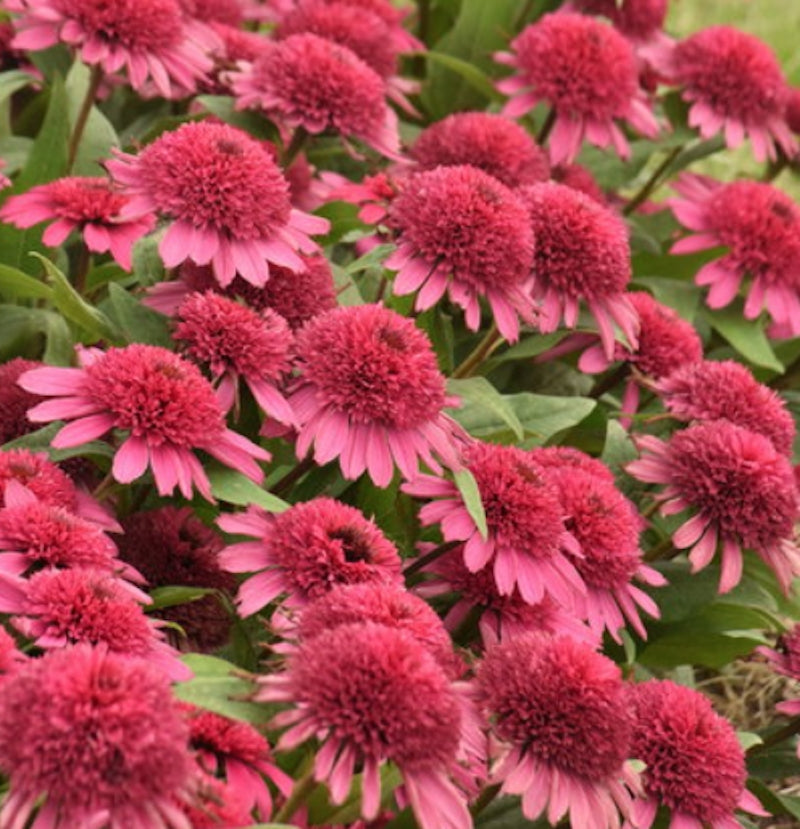 Echinacea raspberry truffle