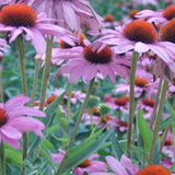 Echinacea purpurea Rubistern