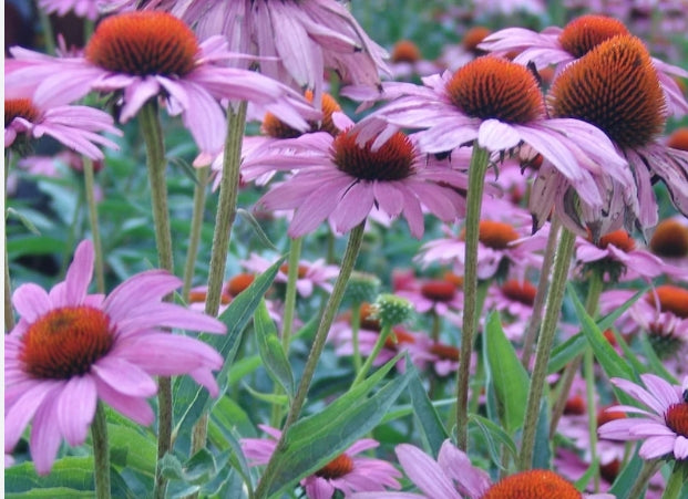 Echinacea purpurea Rubistern