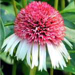 Echinacea Strawberry and Cream