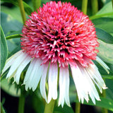 Echinacea Strawberry and Cream