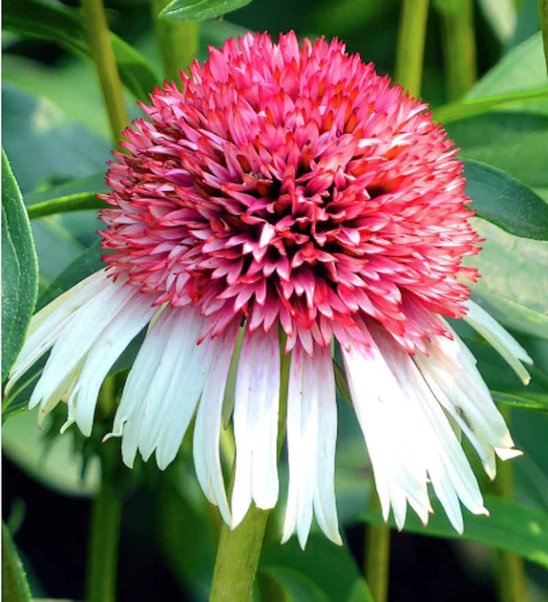 Echinacea Strawberry and Cream
