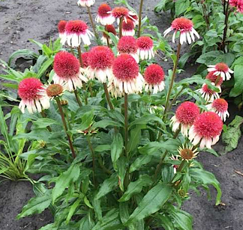 Echinacea Strawberry and Cream