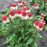 Echinacea Strawberry and Cream