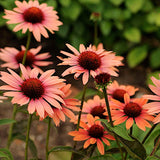 Echinacea Sundown