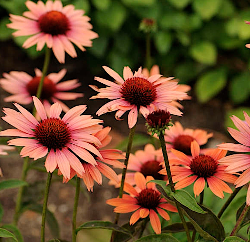 Echinacea Sundown
