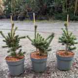 Pinus parviflora 'Negishi' v.20