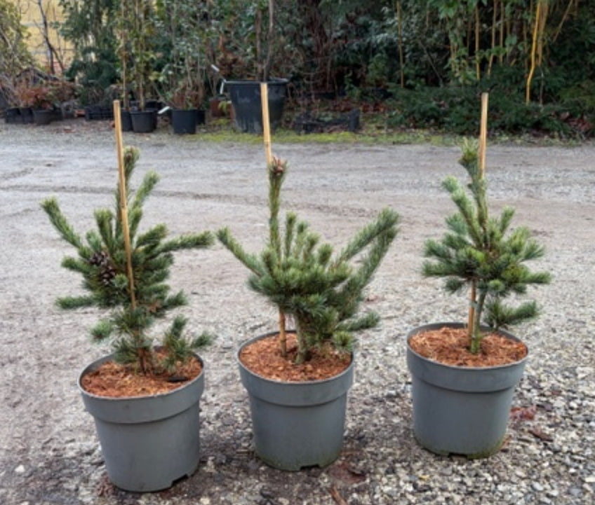 Pinus parviflora 'Negishi' v.20