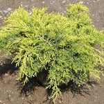 Juniperus media old gold  vaso 18