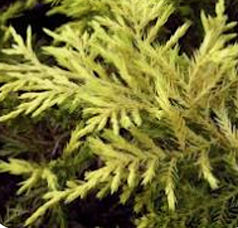 Juniperus Pfitzeriana  Sheridan gold v. 18