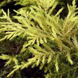 Juniperus Pfitzeriana  Sheridan gold v. 18