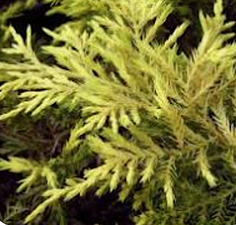 Juniperus Pfitzeriana  Sheridan gold v. 18