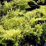 Juniperus Pfitzeriana  Sheridan gold v. 18